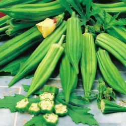 Okra - Clemson Spineless - 30 seemned - Abelmoschus esculentus
