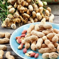 Peanut - Arachis hypogaea - Home-Grown Nuts for Healthy Eating - Fresh Seeds