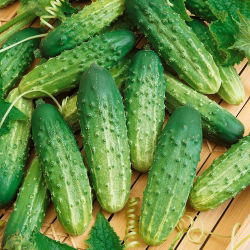 Cucumber - Octopus F1 - Disease-Resistant for Consistent Harvests! - Fresh Seeds