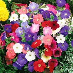 Petunia Mixed - Mixed - Petunia hybrida - Cascading Flowers for Hanging Baskets - Fresh Seeds