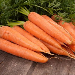 Porkkana - Berlikumer - BIO - 4250 siemenet - Daucus carota ssp. sativus
