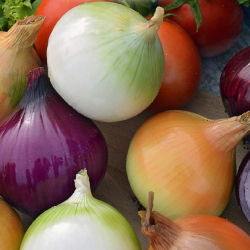 Cipolla - Miscuglio di varietà - Semi a nastro - Lucentezza, dolcezza