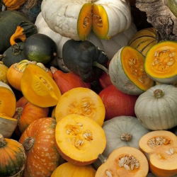 Ты́ква гига́нтская - смесь  - Cucurbita maxima  - семена