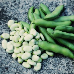 Пасуљ "Хангдовн Вхите" - 500 г семена - Vicia faba L.