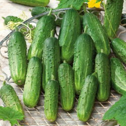 Cucumber - Śremianin F1 - Produces Crunchy, Green Fruit Ideal for Preserving - Fresh Seeds