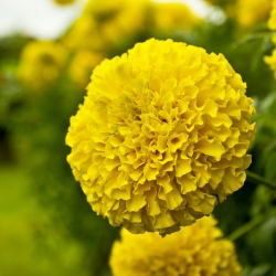 Palčkov ognjič "Calando" - rumena - 108 semen - Tagetes erecta - semena