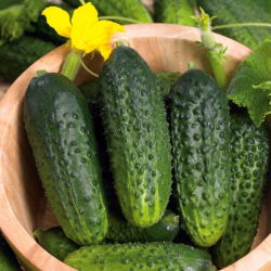 Kurkku - Zuzana F1 - Cucumis sativus - siemenet