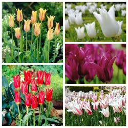 Lily – tulip berbunga - Pilihan varietas yang paling menarik– 50 pcs - 