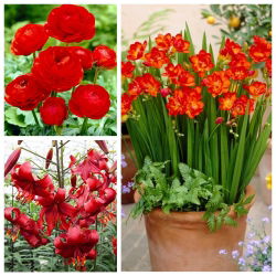 Arreglo rojo - Selección de 3 especies de plantas - 54 uds. - 