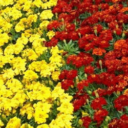 Marigold Perancis - coklat + kuning - satu set biji dua jenis -  - benih