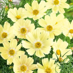 Kosmos taman hijau; Aster Mexico -  Cosmos bipinnatus - benih