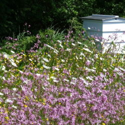 Melliferous Plants - Perennial plant selection for wet sites - 100 g
