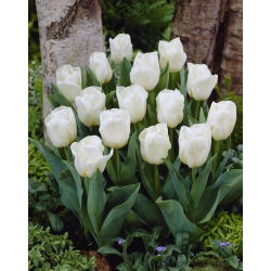 Tulip putih tumbuh rendah - Greigii putih - 