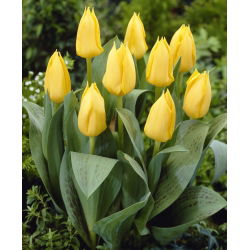 Tulip kuning tumbuh rendah - Greigii kuning - 