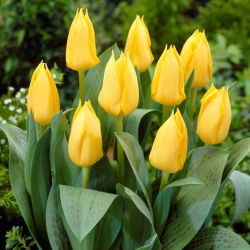 Tulip kuning tumbuh rendah - Greigii kuning - 
