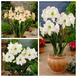 Amaryllis - sada 3 odrůd; Hippeastrum - 
