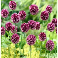 Kerek fejű póréhagyma - Allium rotundum - 3 db.; lila virágos fokhagyma