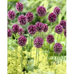 Kerek fejű póréhagyma - Allium rotundum - 3 db.; lila virágos fokhagyma