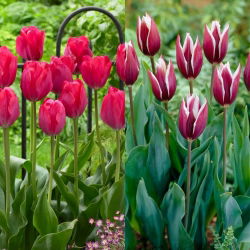 Hasta La Vista - set 2 jenis tulip - 40 buah. - 