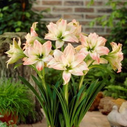 Hipeastrum Afrodit - Amarylis - Afrodit - ampul / yumru / kök - Hippeastrum