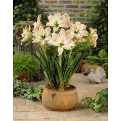 Hipeastrum Afrodit - Amarylis - Afrodit - ampul / yumru / kök - Hippeastrum