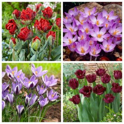 Ilusion - set tulip dan daffodil - 60 pcs. - 