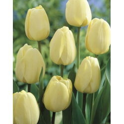 Tulip Ivory Floradale 5 pcs Kemas - 
