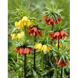 Kroon imperiaal - geel en rood mix - 6 stks.