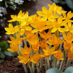 Crocus Ancyrensis - 10 pcs; Ankara crocus - 