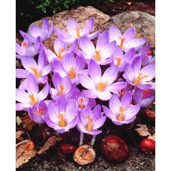 Crocus Conqueror - 10 tk. - 