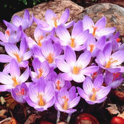 Crocus Conqueror - 10 tk. - 