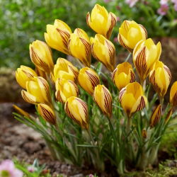 Crocus "Emas Awal" - 10 pcs - 