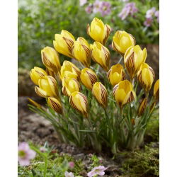 Crocus "Emas Awal" - 10 pcs - 