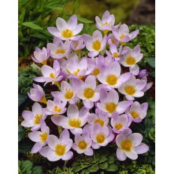 Crocus Firefly - 10 tk. - 