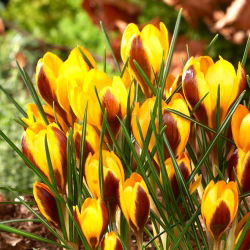 Crocus Herald - 10 pcs. - 