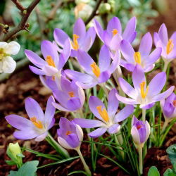 Crocus Lilac Beauty - 10 tk. - 