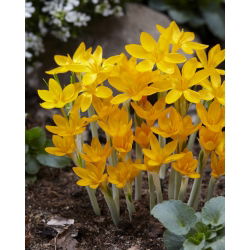 Crocus Ancyrensis - 10 pcs; Ankara crocus - 