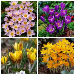 Labyrinth - set 4 jenis crocus - 120 pcs. - 