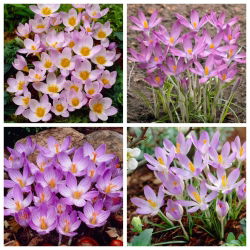 Legend - set 4 jenis crocus - 80 pcs. - 