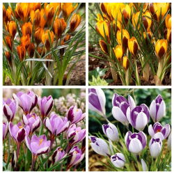 Tengah malam - set 4 jenis crocus - 80 pcs. - 
