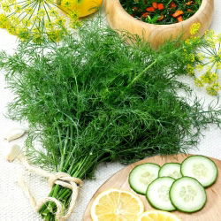 Endro – Cossack -  Anethum graveolens - Kozak - sementes