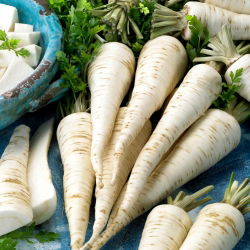 Peterseli "Halblange - Berliner" - varietas terlambat - 100 g - 85000 biji - Petroselinum crispum 