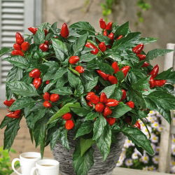 พริกไทยร้อน "Yvona" - แนะนำสำหรับการเพาะปลูกที่ระเบียง - Capsicum L. - เมล็ด