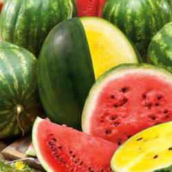 Pepene verde - amestec de soiuri - Fructe masive, cu creștere rapidă, până la 30 kg - Semințe proaspete