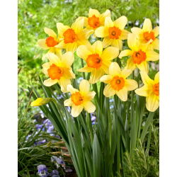 Narcissus Fortissimo - Daffodil Fortissimo - 5 lukovica