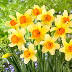 Narcissus Fortissimo - Daffodil Fortissimo - 5 lukovica