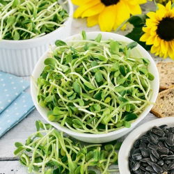 Sprouts - zaden - Zonnebloem - 100 gram - Helianthus annuus