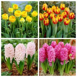 Pemandangan Taman - set tulip dan gondok - 32 pcs. - 