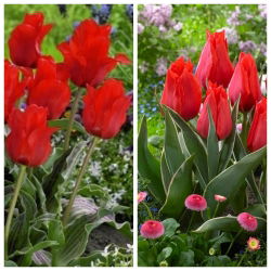 Red Deluxe - set di 2 varietà di tulipani - 60 pezzi.