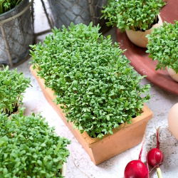 Microgreens - Karse - 1800 frø - Lepidium sativum